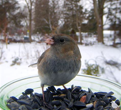 The so-called Snowbird, — Ostdrossel™