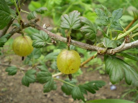 Harvest time at the allotments – Thrifty Living