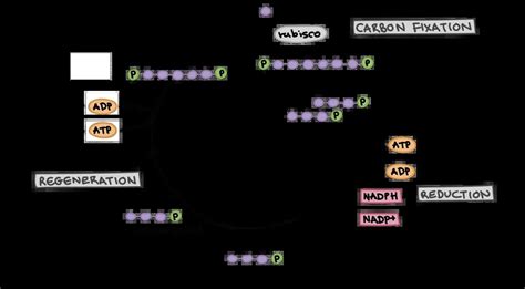 Everything You Need to Know About the Calvin Cycle - BIOLOGY JUNCTION