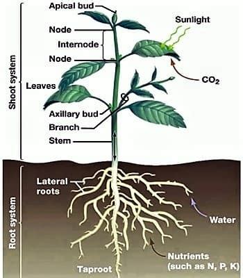 Difference between Root and Stem from their Anatomical Structures - QS ...