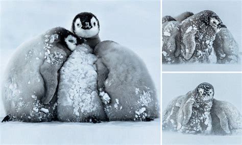 Baby penguins in Antarctica cuddle up together to survive icy blizzard | Baby penguins, Penguins ...