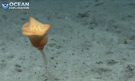 Human Jägerbomb on Twitter: "RT @echinoblog: Closeup of this stalked ...