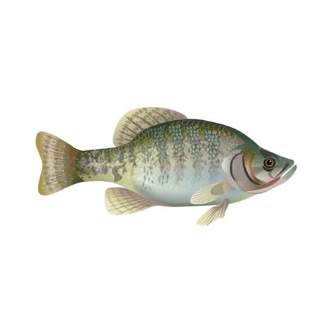 Crappie Fish Illustrations, Royalty-Free Vector Graphics & Clip Art - iStock