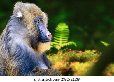 68 Cameroun Wildlife Images, Stock Photos, 3D objects, & Vectors ...