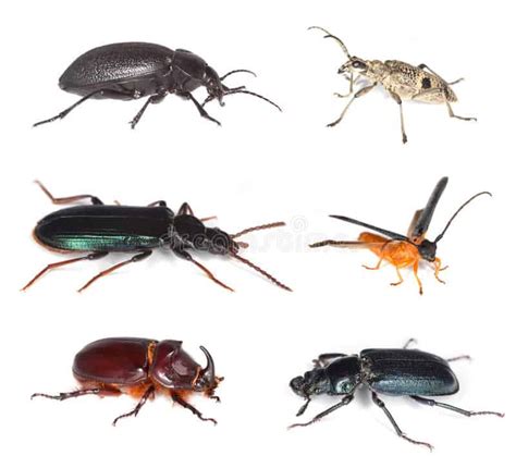 Five Gross Beetle Facts: Learning About Our Enemies - Natural Pest Solutions #1 Extermination ...