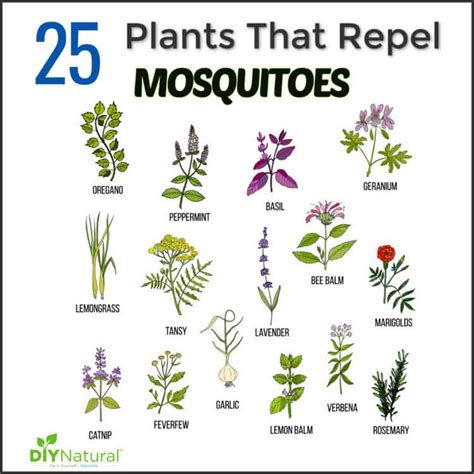 A Comprehensive List of Mosquito Repellent Plants | Natural mosquito repellant, Mosquito ...