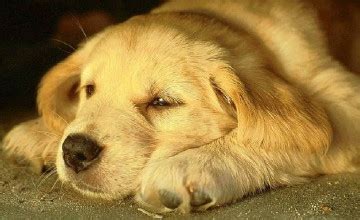 Free download Cute Puppy Wallpaper Wide1680x1050 Hd Desktop Wallpaper [1600x1000] for your ...