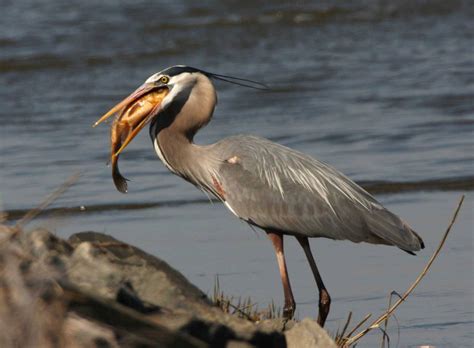 Great blue heron eating a fish | FWS.gov