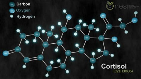 How Cortisol Affects Women's Health and the Menstrual Cycle - Natural Endocrinology Specialists