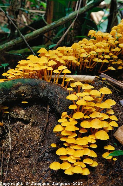 Fungi (mushroom) growing on decaying wood in Tropical Rain Forest, Brazil, Para, Amazon region ...