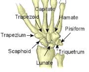 Types Of Bones - Long bones, Short bones, Sesamoid, Flat & Irregular