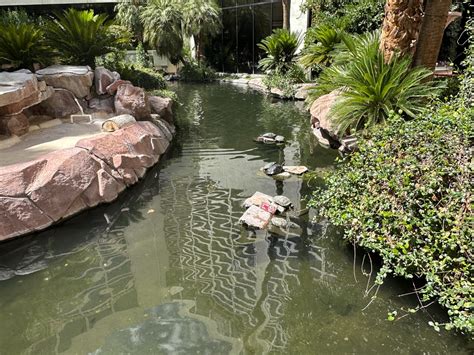 Flamingo Las Vegas Wildlife Habitat - The Good & The Stinky