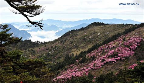 Images of the Most Spectacular Forest of China: Shennongjia