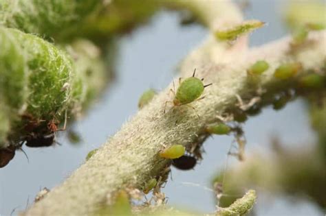 Aphids On Indoor Plants- 7 Ways To Eliminate Them!