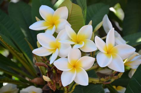 Seed to Feed Me: HOW TO GROW A FRANGIPANI TREE