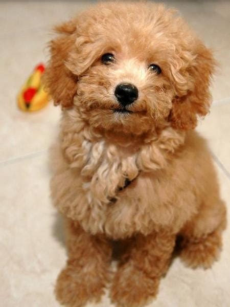 Light brown toy poodle dog picture.JPG