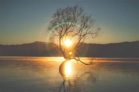 Wanaka Tree Photography by J Bauer | Saatchi Art