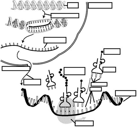 Protein Synthesis Diagram | Quizlet