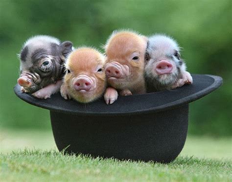 Porquinhos | Cute piglets, Cute animals, Baby animals