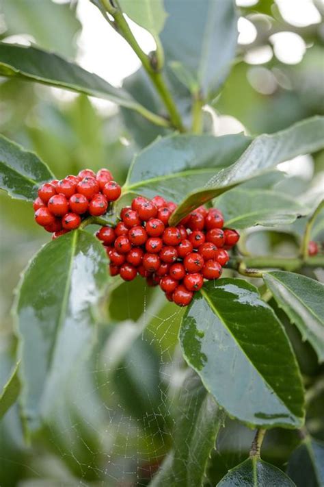 6 of the best holly varieties