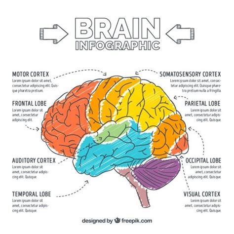 Hand-painted brain infographic Free Vect... | Free Vector #Freepik #freevector #infographic # ...