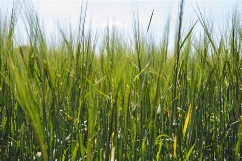 Beautiful Barley Field at RSPB Ouse Fen