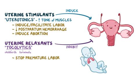 Uterine stimulants and relaxants: Video & Anatomy | Osmosis