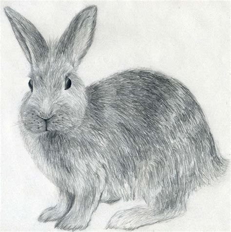 40 Beautiful and Realistic Animal Sketches For Your Inspiration | Rabbit, Sketches and Drawings