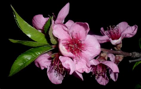 DIGITAL WORLD PAGES ARCHIVE: Peach tree blossoms