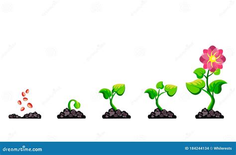 Phases Of Growth In Plants