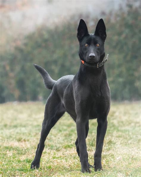 Dutch Shepherd | Perros doberman, Perros, Perros musculosos