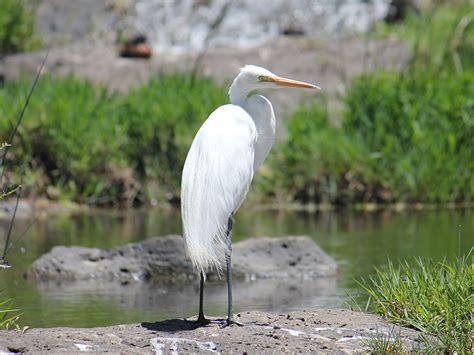 Australia: White Heron Australia