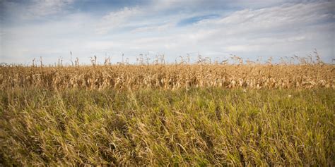 What Are the Great Plains and How Are They Being Protected?