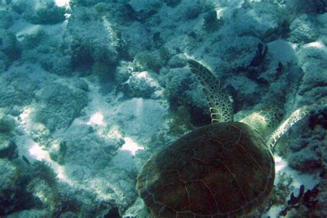 Snorkeling, Sapphire Beach, St. Thomas, US Virgin Islands … | Flickr