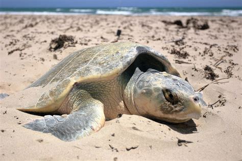 A Sea Turtle has Laid Eggs for the First Time on this Texas Beach