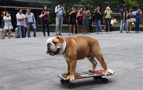 Skateboarding Dog