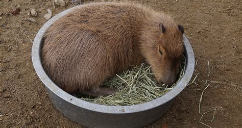 Japanese Zoo Remembers Beloved Capybara Killed in Vicious Fight With Brother