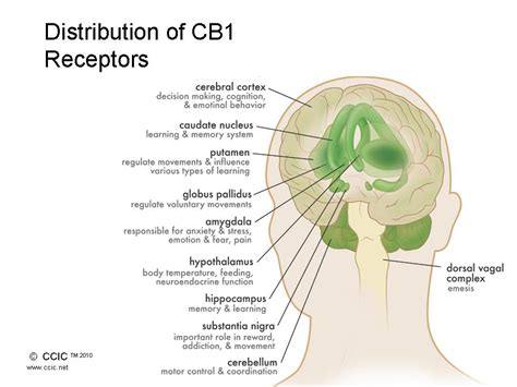 Doctor asks Mexico to Embrace its Endocannabinoid System - Cannabis Digest