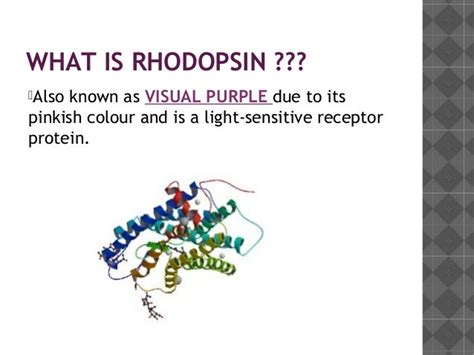 Rhodopsin cycle