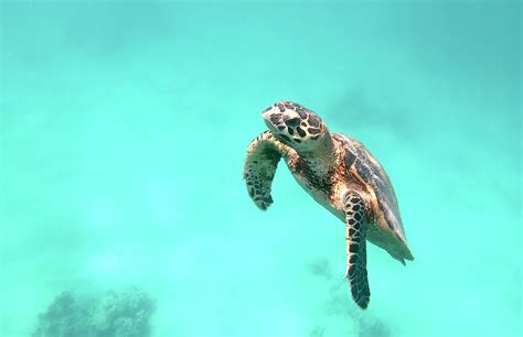 cute green sea turtle Chelonia mydas Photograph by Artush Foto - Fine ...