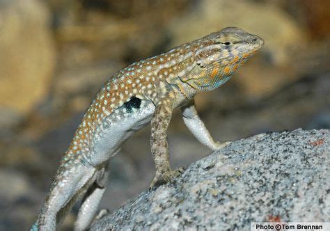 8 Common Reptiles of Grand Canyon ideas | reptiles, grand canyon, lizard