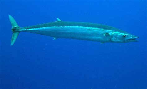 Pacific wahoo | California Sea Grant