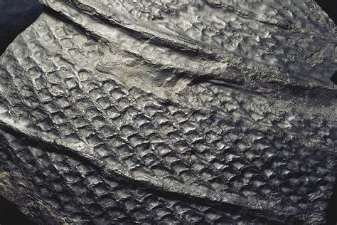 Lepidodendron Fossil - Stock Image - C009/3867 - Science Photo Library