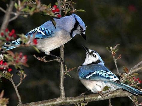 17 Best images about Birds - Western Bluejay, Stellar Jay on Pinterest ...