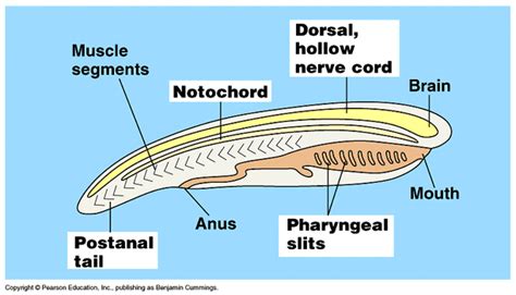 Chordata - The Digestive System in the Nine Phyla