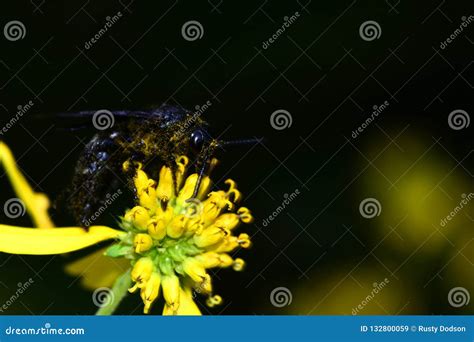 Sphex pensylvanicus stock image. Image of plant, black - 132800059