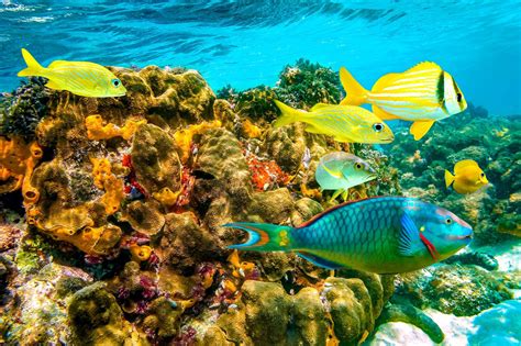 Scuba Diving In The Bahamas: What To Expect