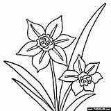 Narcissus Or Daffodil Flower Coloring Page sketch template