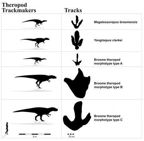 Photos: Dinosaur Tracks Reveal Australia's 'Jurassic Park' | Live Science