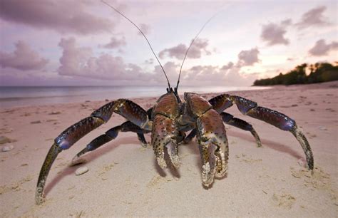 17 Captivating Coconut Crab Facts